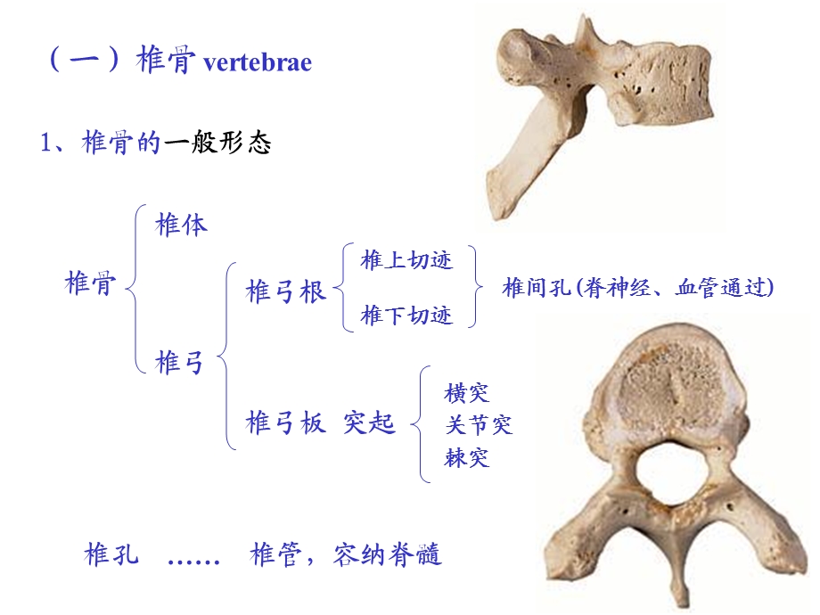 系统解剖学-第二节躯干骨及其连结.ppt_第2页