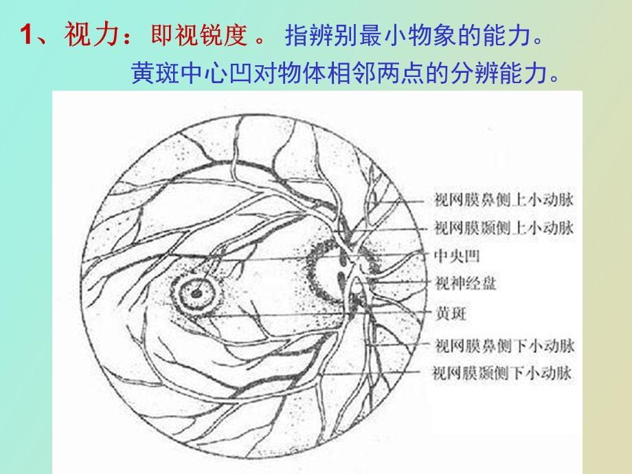 眼的检查及护理操作.ppt_第3页