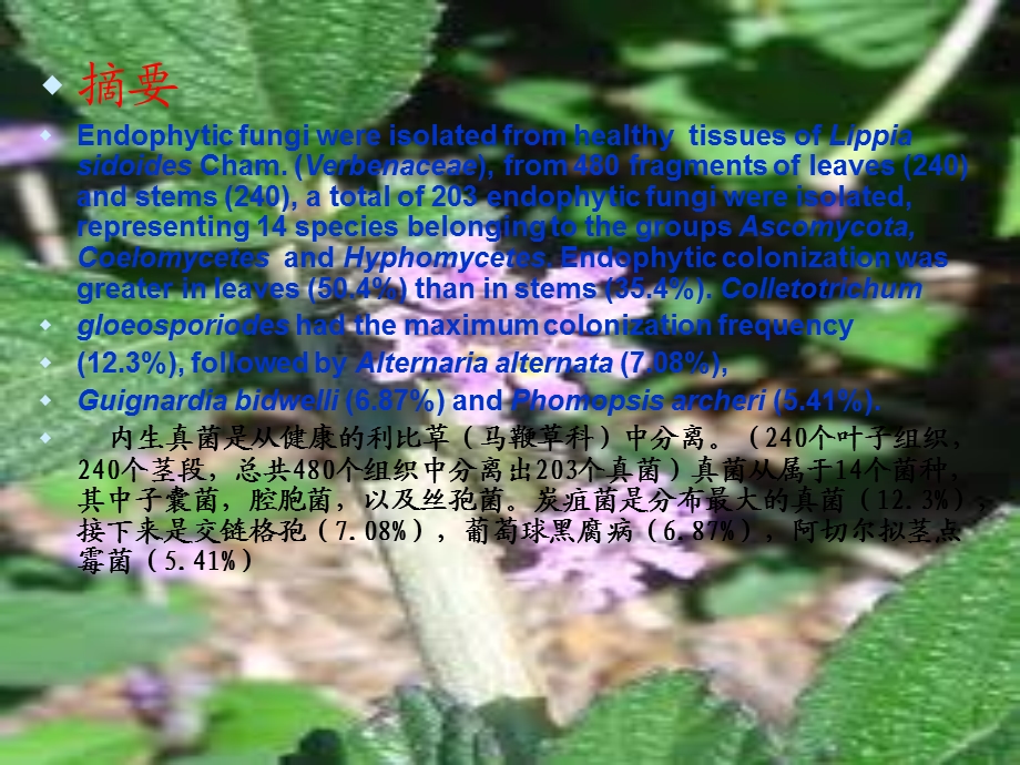 药用植物Lippiasidoides的内生真菌.ppt_第2页