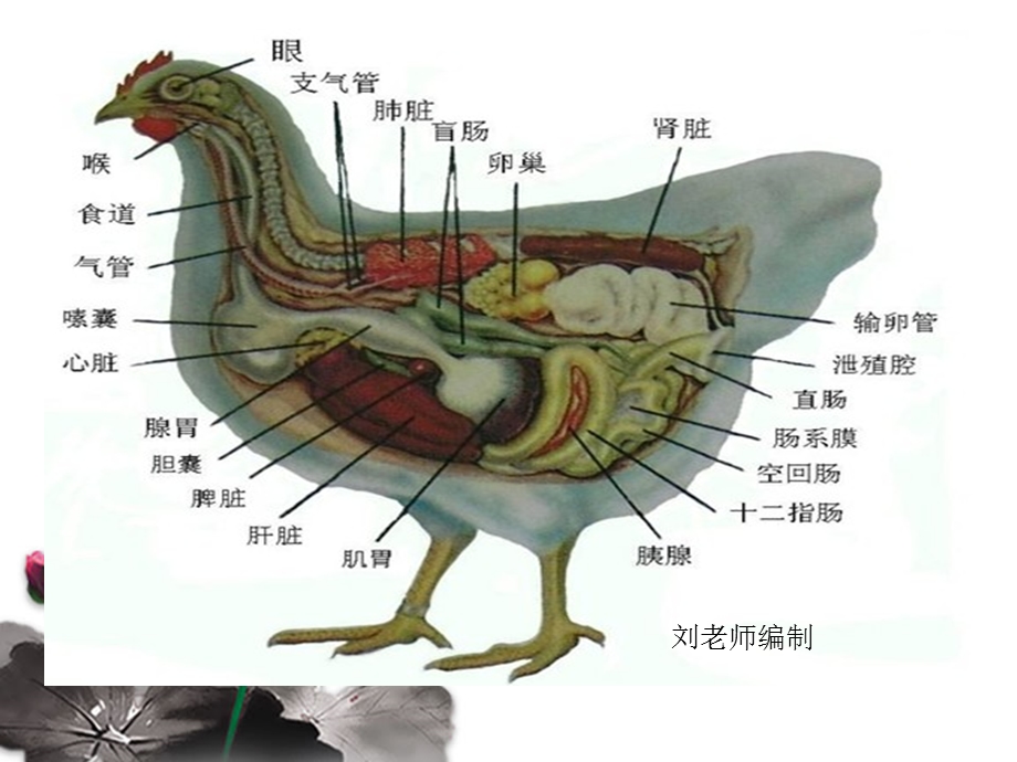 鸭禽流感治疗.ppt_第3页