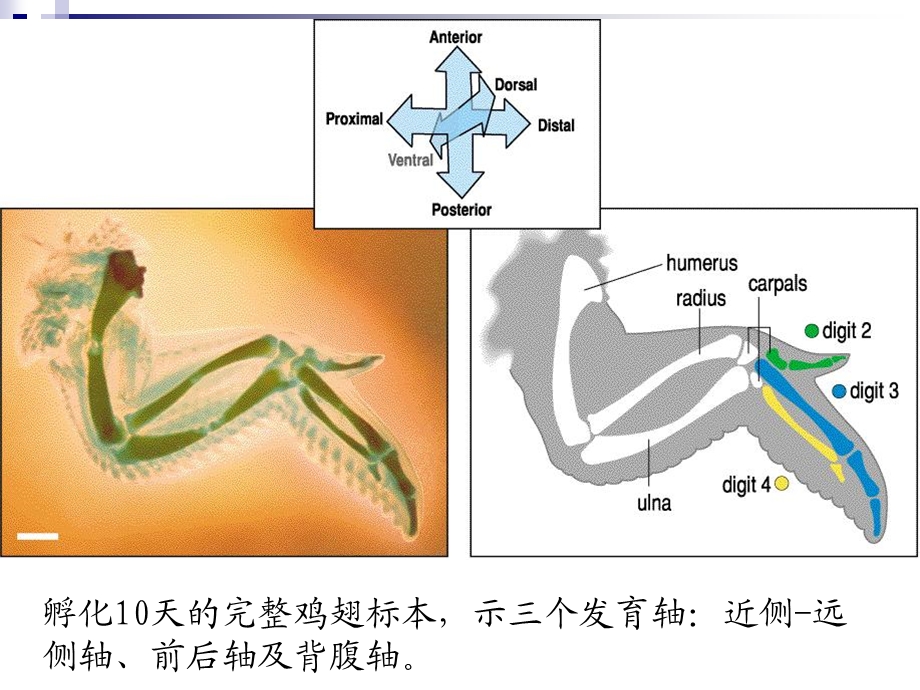 脊椎动物肢体的发生.ppt_第3页