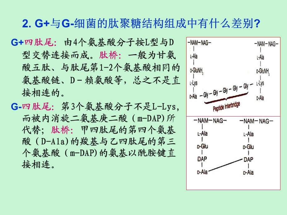 芽孢和放线菌.ppt_第2页