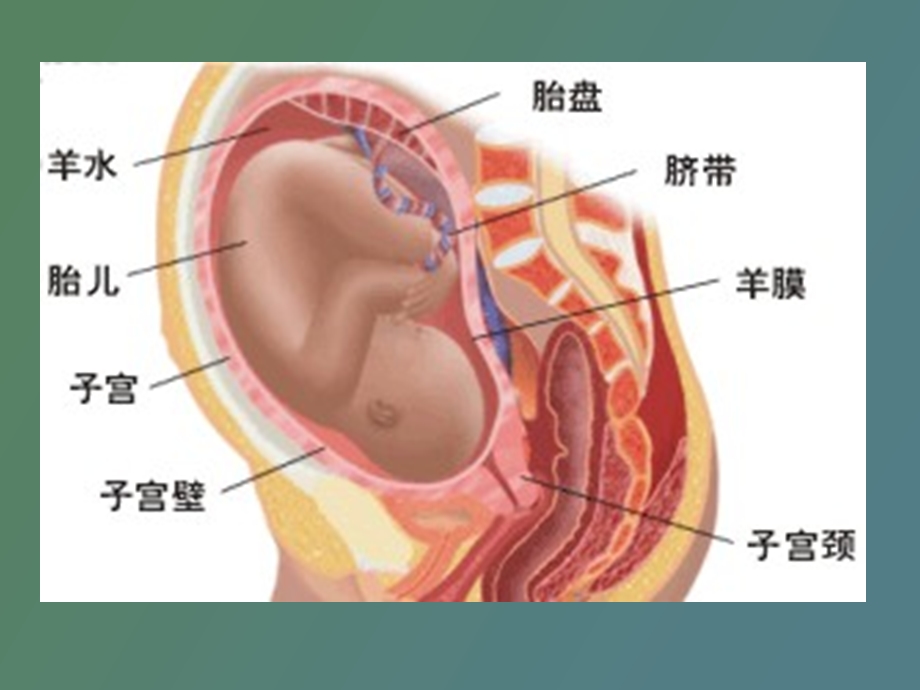 羊膜在眼科的应用.ppt_第3页