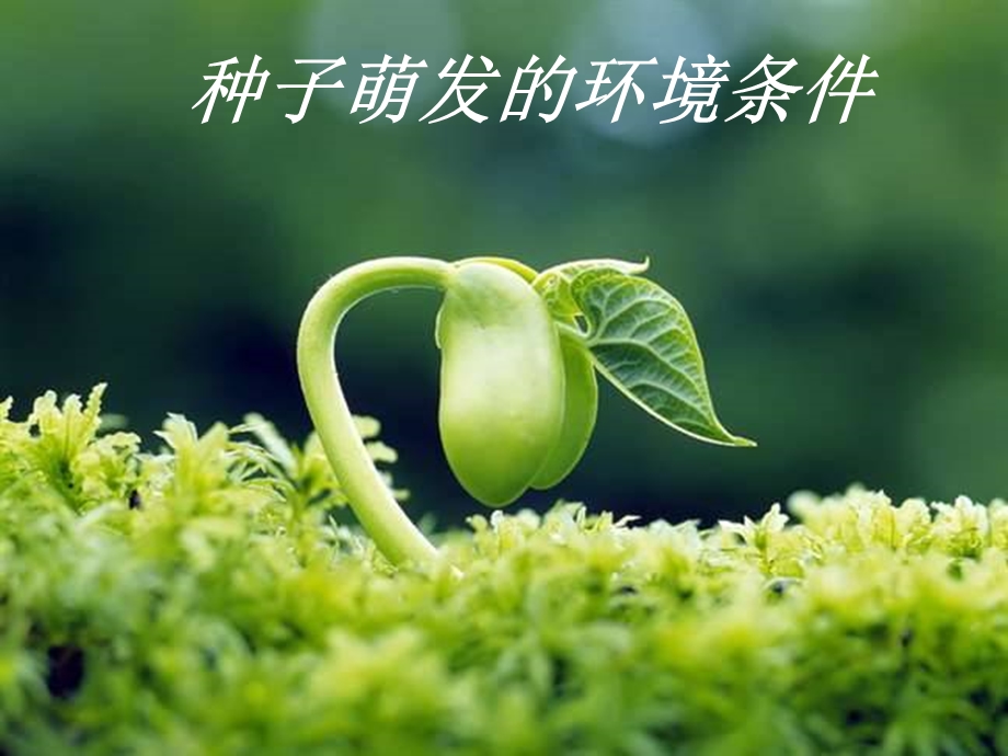 种子萌发的环境条件.ppt_第1页