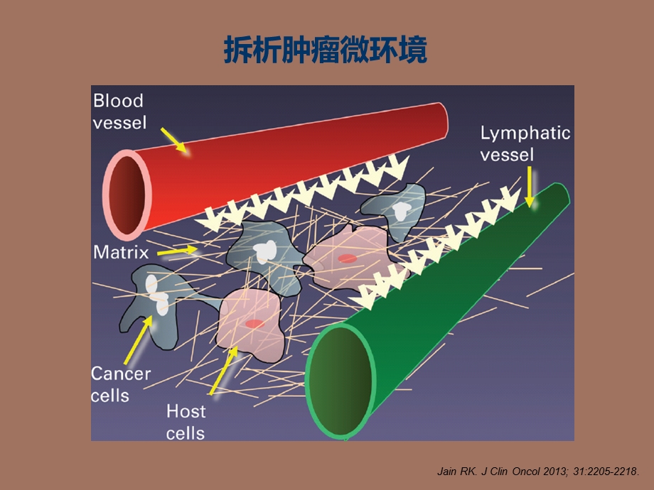 肿瘤微环境与抗血管生成.ppt_第2页