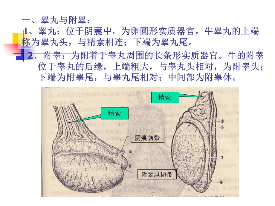 畜解剖生理第七章生殖.ppt_第3页