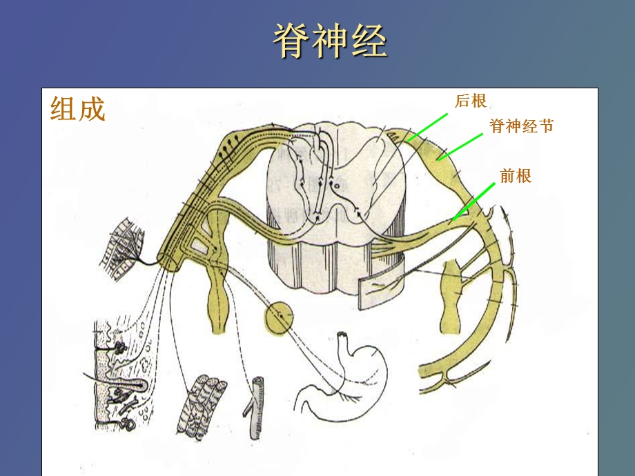 腰椎脊柱神经学.ppt_第2页