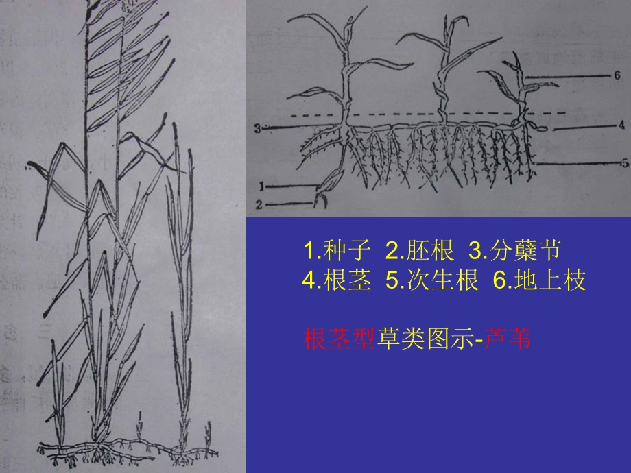 羊草及其它禾草有性繁殖研究进展.ppt_第2页