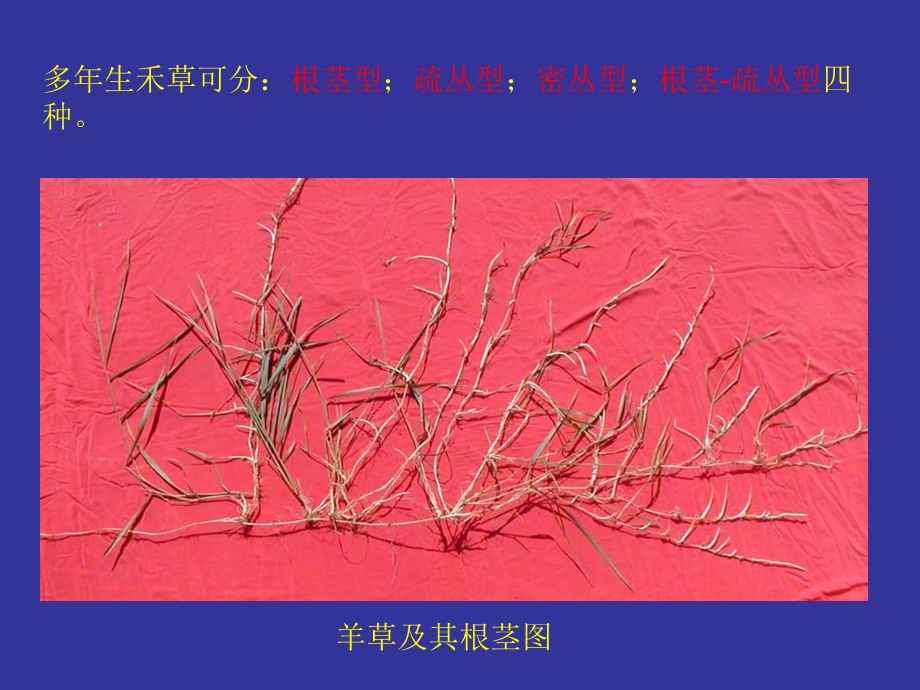 羊草及其它禾草有性繁殖研究进展.ppt_第3页