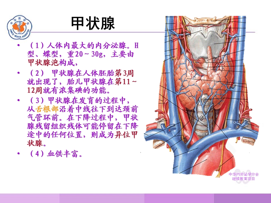 甲状腺疾病实验室检查.ppt_第2页