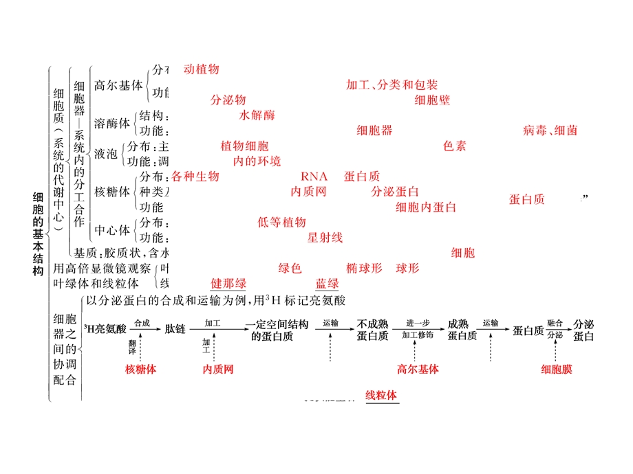 细胞结构知识框架.ppt_第3页