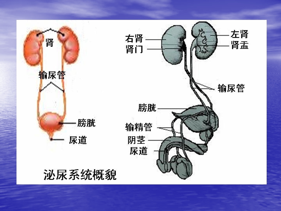 用导尿管经尿道插入膀胱引流尿液的方法.ppt_第3页