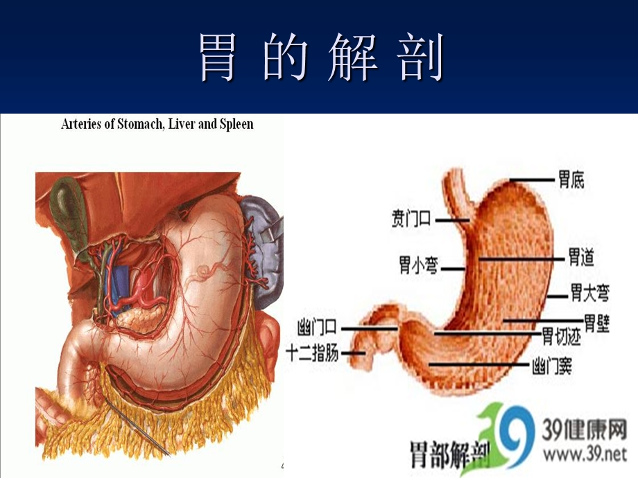 胃癌围手术期护理.ppt_第3页