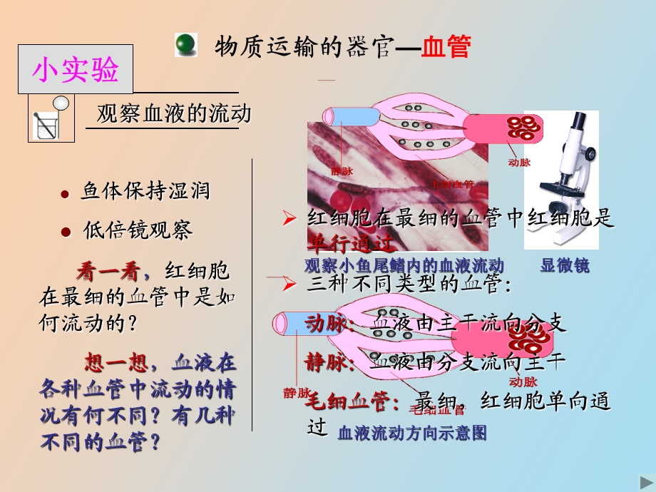 物质运输的器官.ppt_第3页