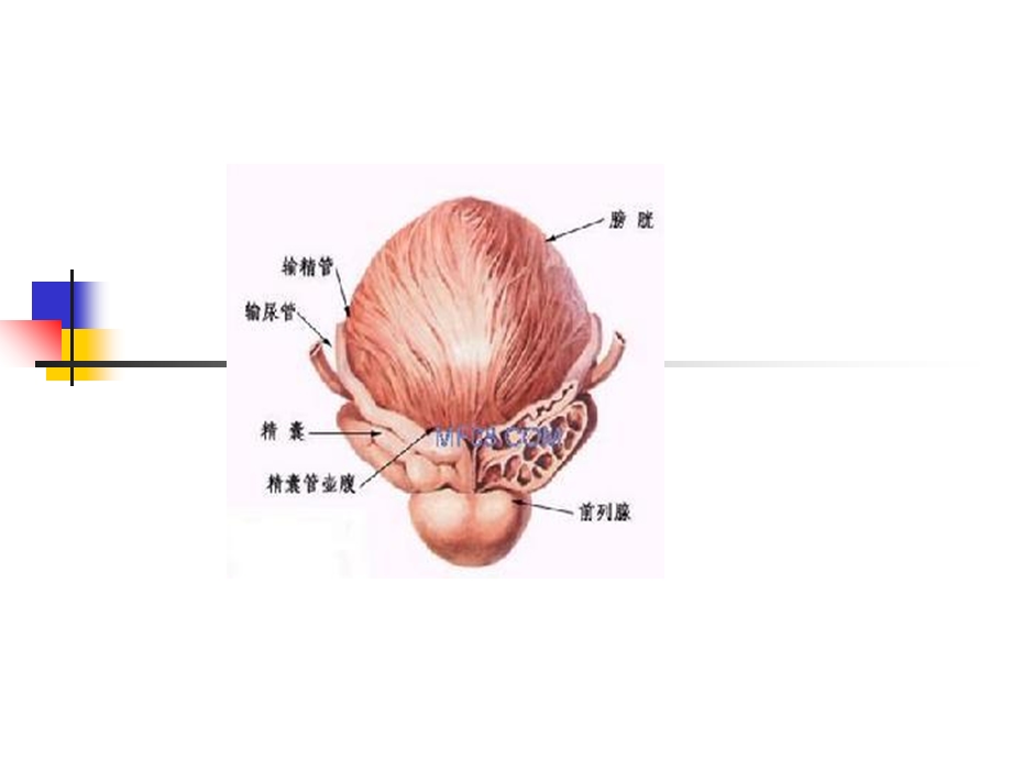 精囊疾病的超声诊断.ppt_第3页