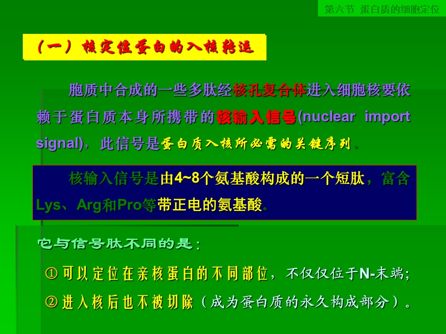 游离核糖体上合成的蛋白质的归宿.ppt_第2页