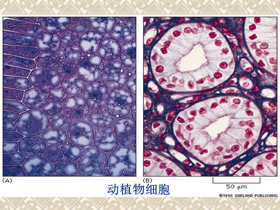 生命活动的基本单位细胞.ppt_第2页