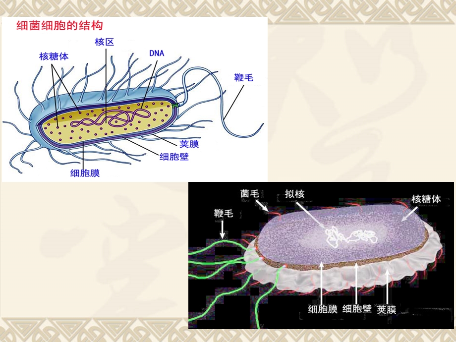 生命活动的基本单位细胞.ppt_第3页