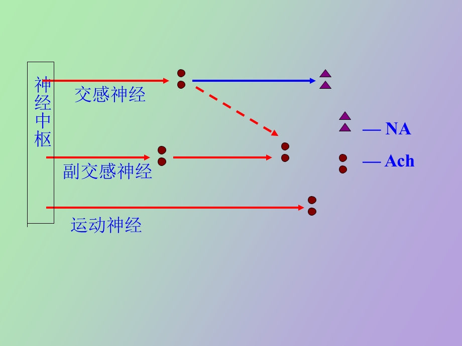 药理学课件第五章传出神经系统药理学概论.ppt_第3页