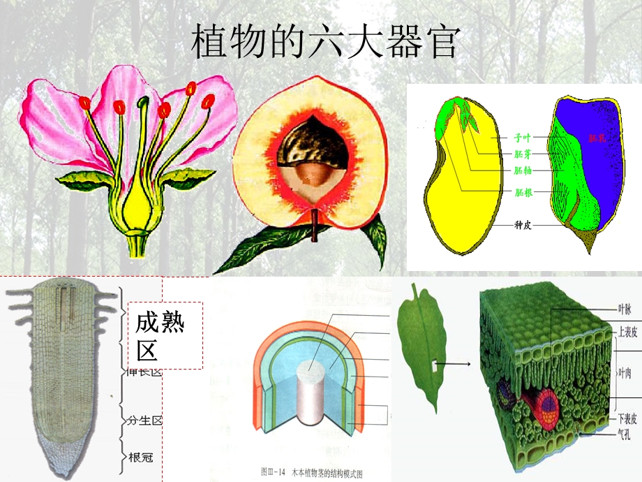 绿色植物是生物圈中有机物的制造者.ppt_第2页