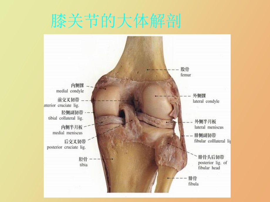 膝关节常见病的诊断与治疗.ppt_第3页