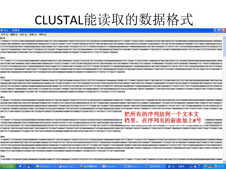 用CLUSTAL和MEGA4做系统发生树.ppt_第2页