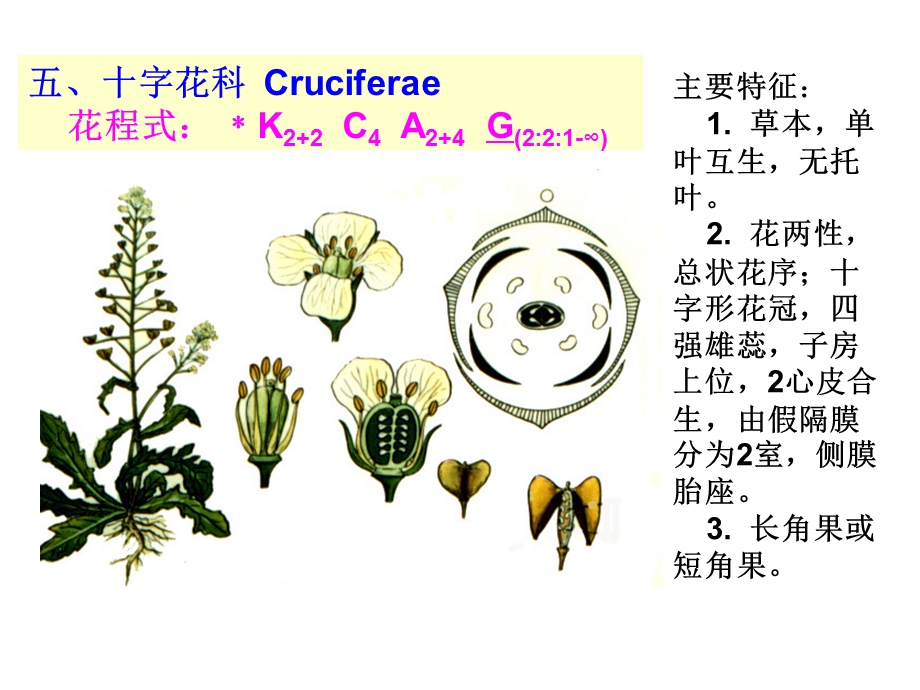 药用植物学课件-被子植物代表植物(二).ppt_第1页