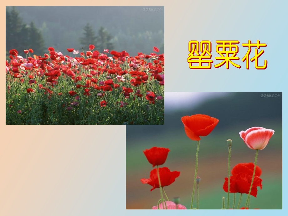 珍爱生命禁毒防艾.ppt_第2页