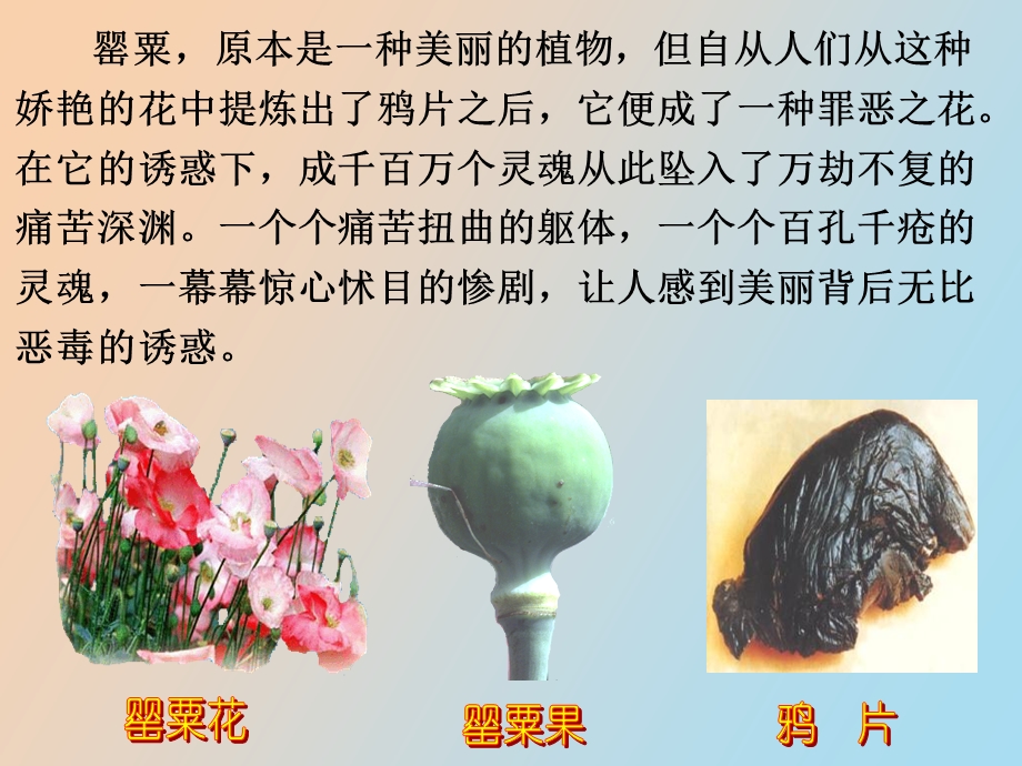 珍爱生命禁毒防艾.ppt_第3页