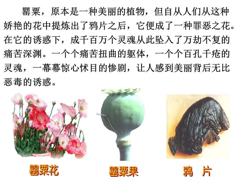 珍爱生命-远离毒品主题班会.ppt_第2页