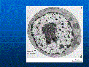 细胞生物学翟中和编第十章-细胞核与染色体.ppt