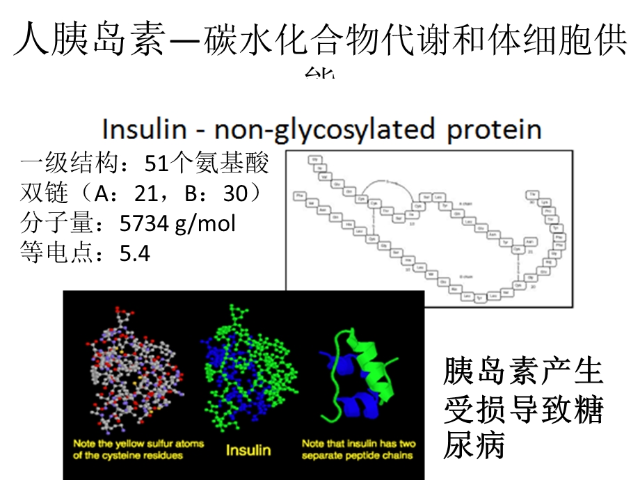 胰岛素生产流程图.ppt_第3页