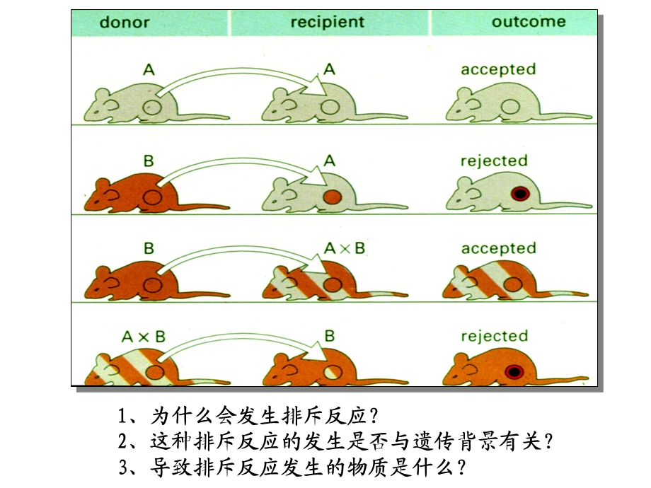 免疫课件MHC.ppt_第2页