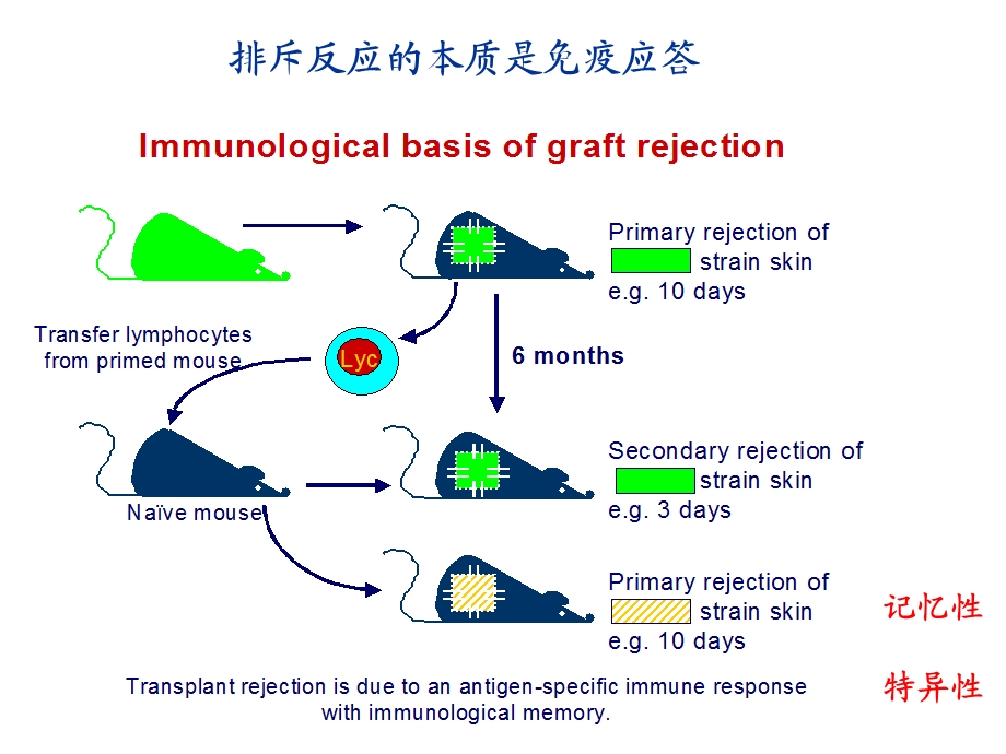 免疫课件MHC.ppt_第3页