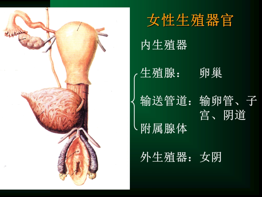 女性生殖系统、乳房.ppt_第2页