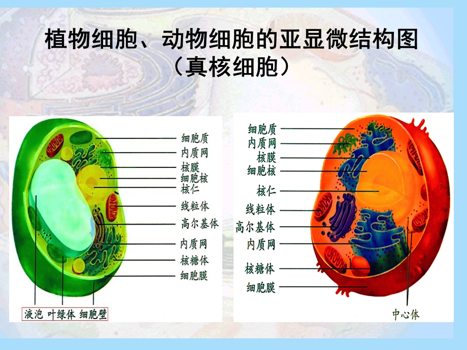 细胞器的分工.ppt_第3页