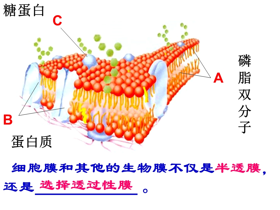 物质跨膜运输的方式上课课件.ppt_第2页