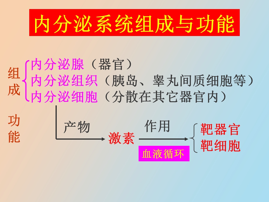 组织学与胚胎学内分泌系统教学.ppt_第3页