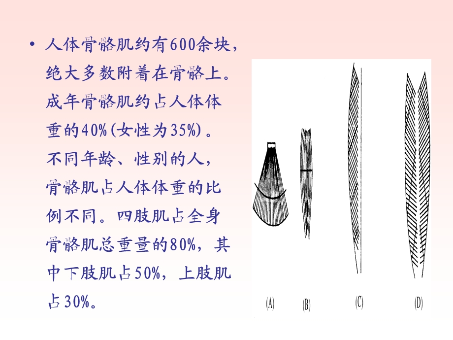 肢肌肉力量和柔韧性训练的解剖学依据与方法.ppt_第2页