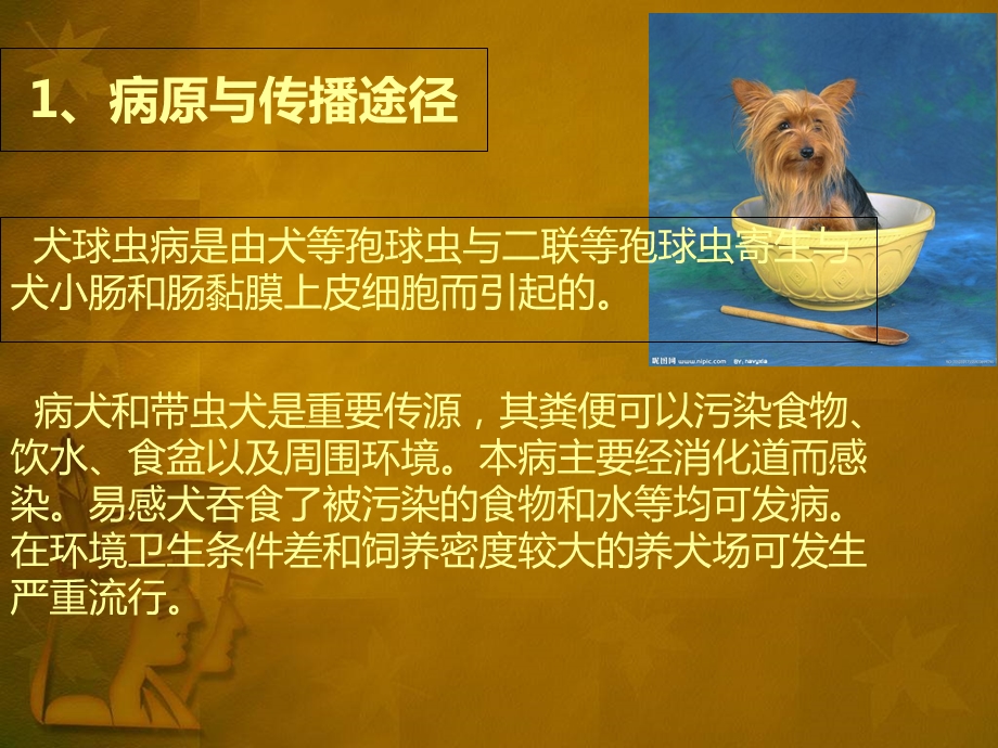 犬球虫病的鉴别诊治.ppt_第3页