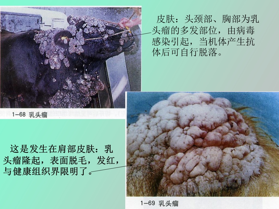 肿瘤病理变化.ppt_第2页