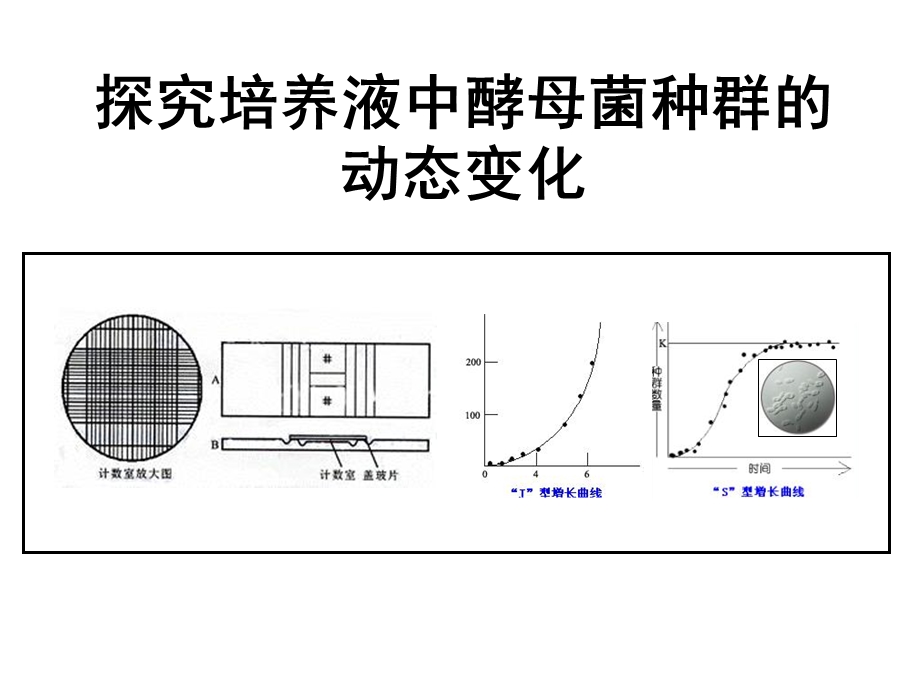 种群数量的变化-实验探究酵母菌数量变化.ppt_第1页