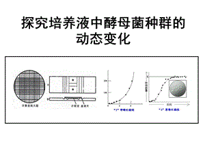 种群数量的变化-实验探究酵母菌数量变化.ppt