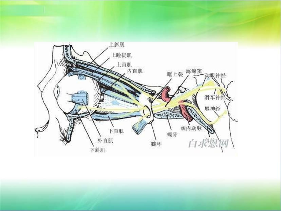 眼外肌纤维化综合征zx.ppt_第3页