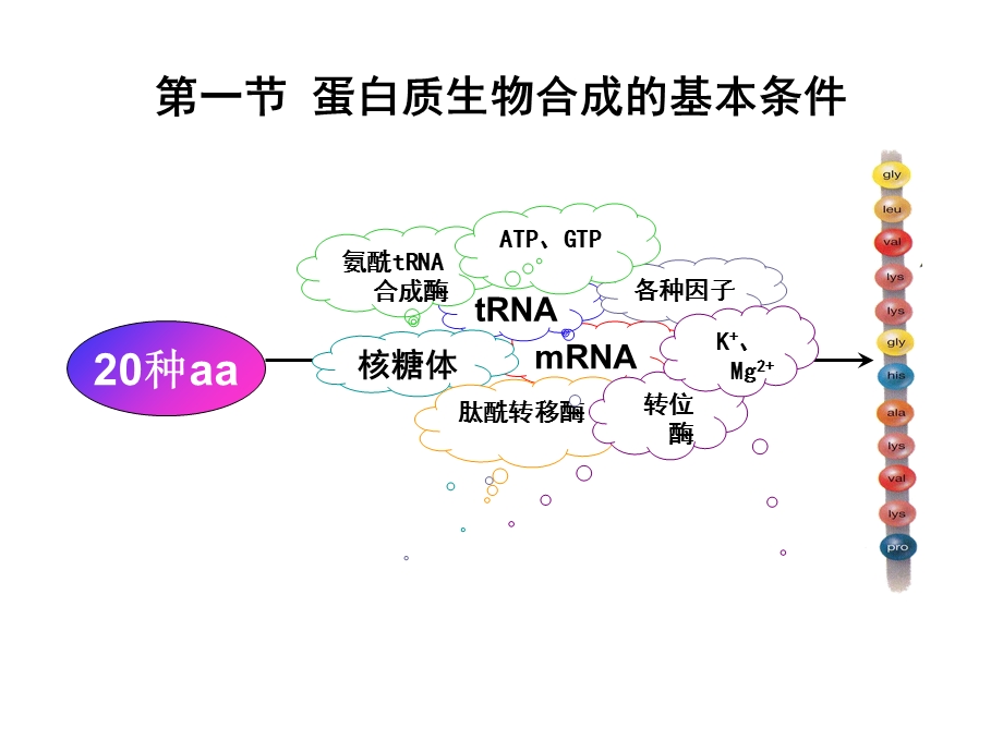 生物化学蛋白质的生物合成.ppt_第3页