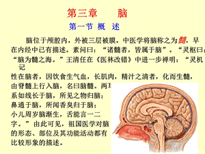 脑干高清结构解剖.ppt