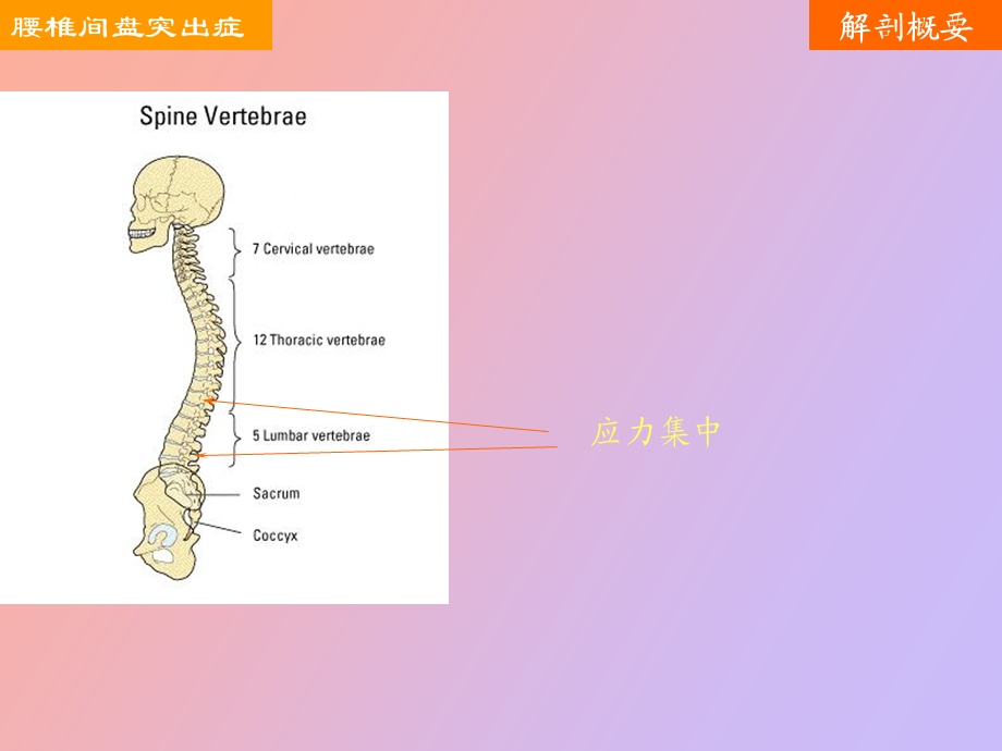 腰椎间盘突出症.ppt_第3页