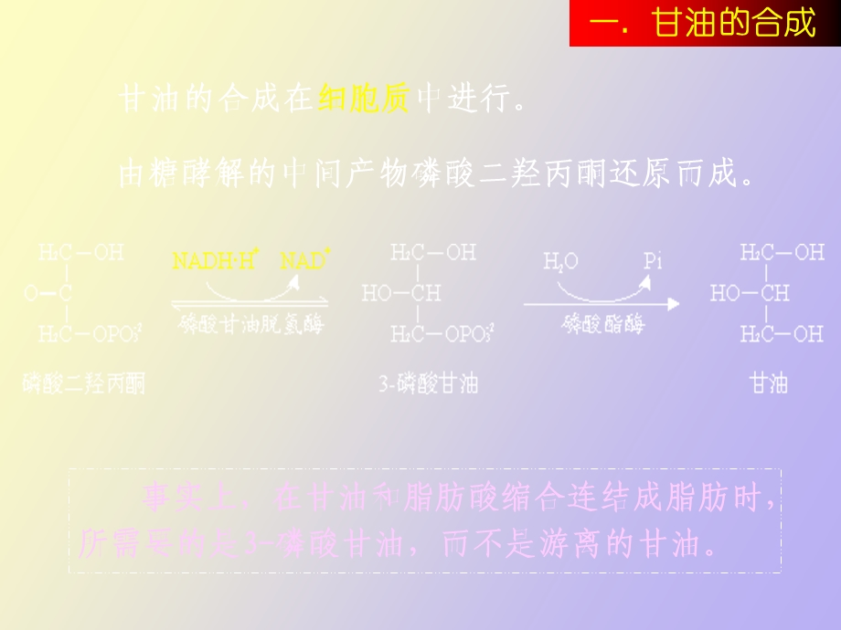 脂肪酸的合成代谢.ppt_第2页