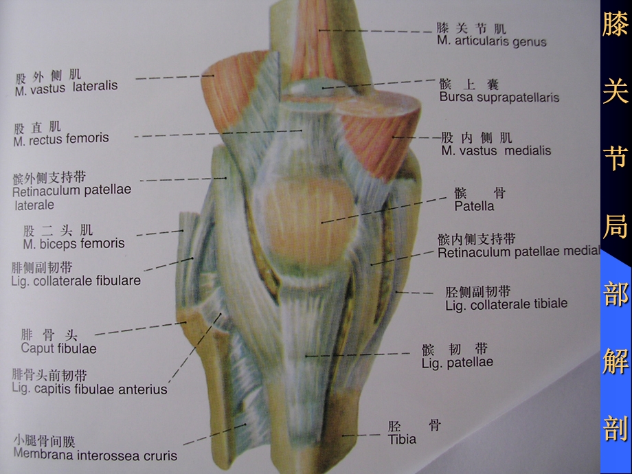 膝关节滑膜病MRI.ppt_第2页