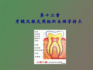 牙髓及根尖组织生理学特点.ppt